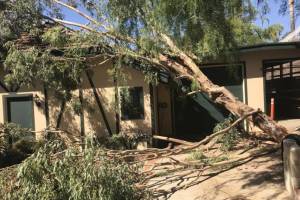 Strong desert driven winds toppled a large Eucalyptus limb on to adjacent structure