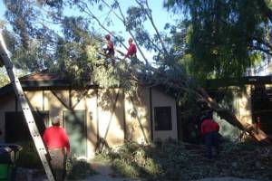 Tree crew begin removal process