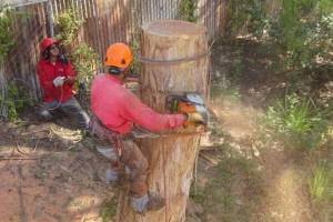 Bottom section of culprit Eucalyptus tree being removed section by section